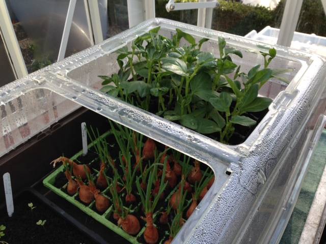 broad beans and shallots